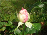 f93319dc-Picture 001.jpg